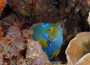 The Queens colors still amaze me! by Lisa Hinderlider 